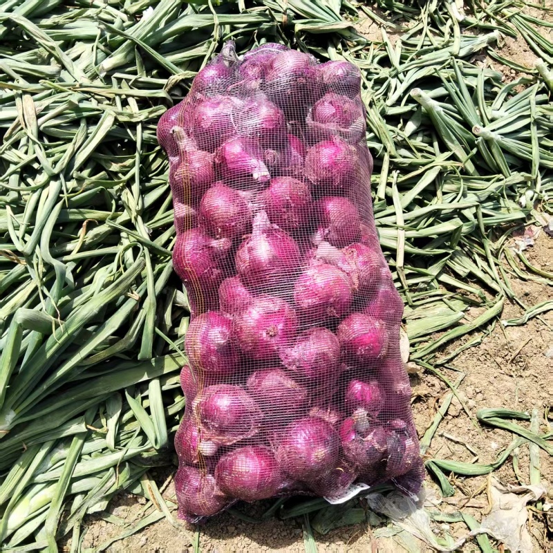 二红洋葱，100亩地，基地直销量大质优价格优惠一手货源