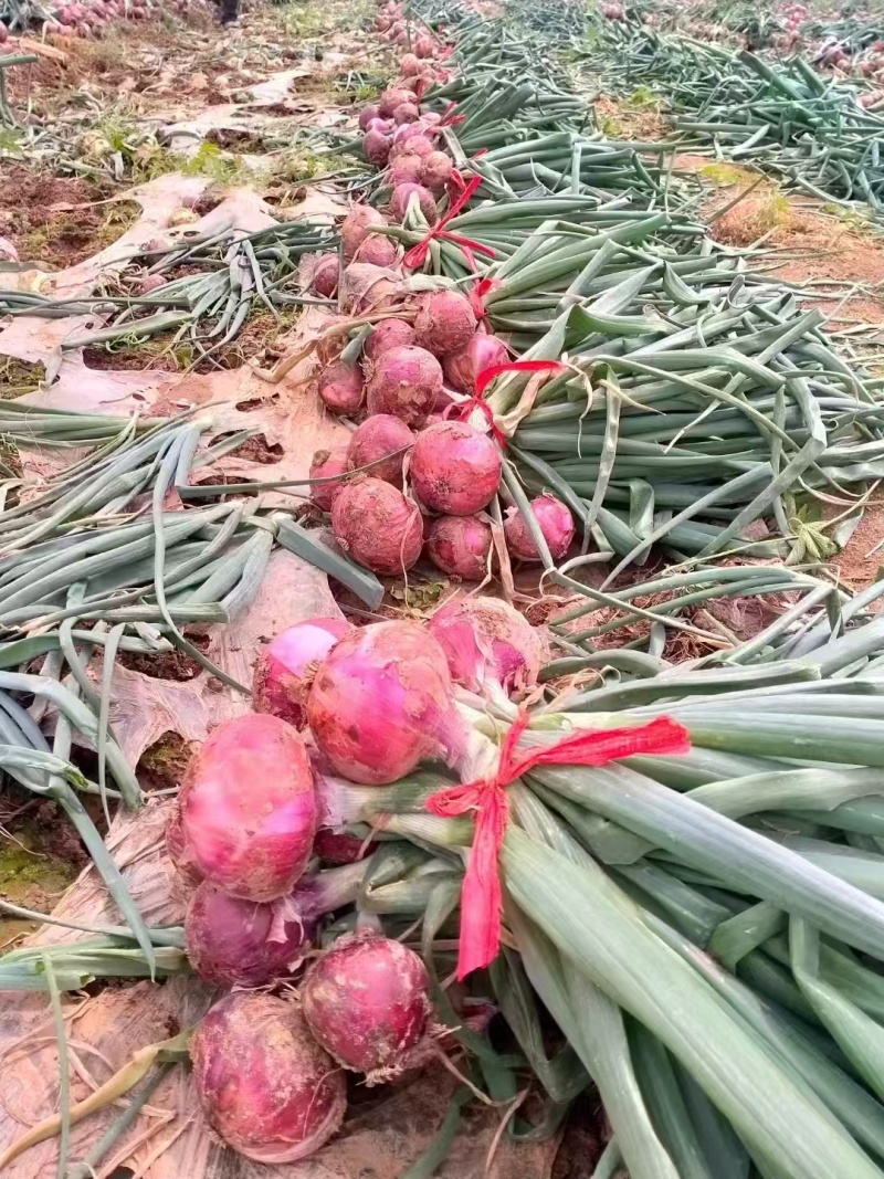二红洋葱，100亩地，基地直销量大质优价格优惠一手货源