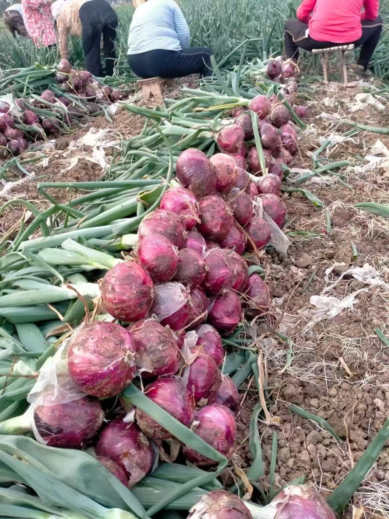 二红洋葱，100亩地，基地直销量大质优价格优惠一手货源