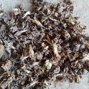 河南省信阳市淮滨县猫爪草