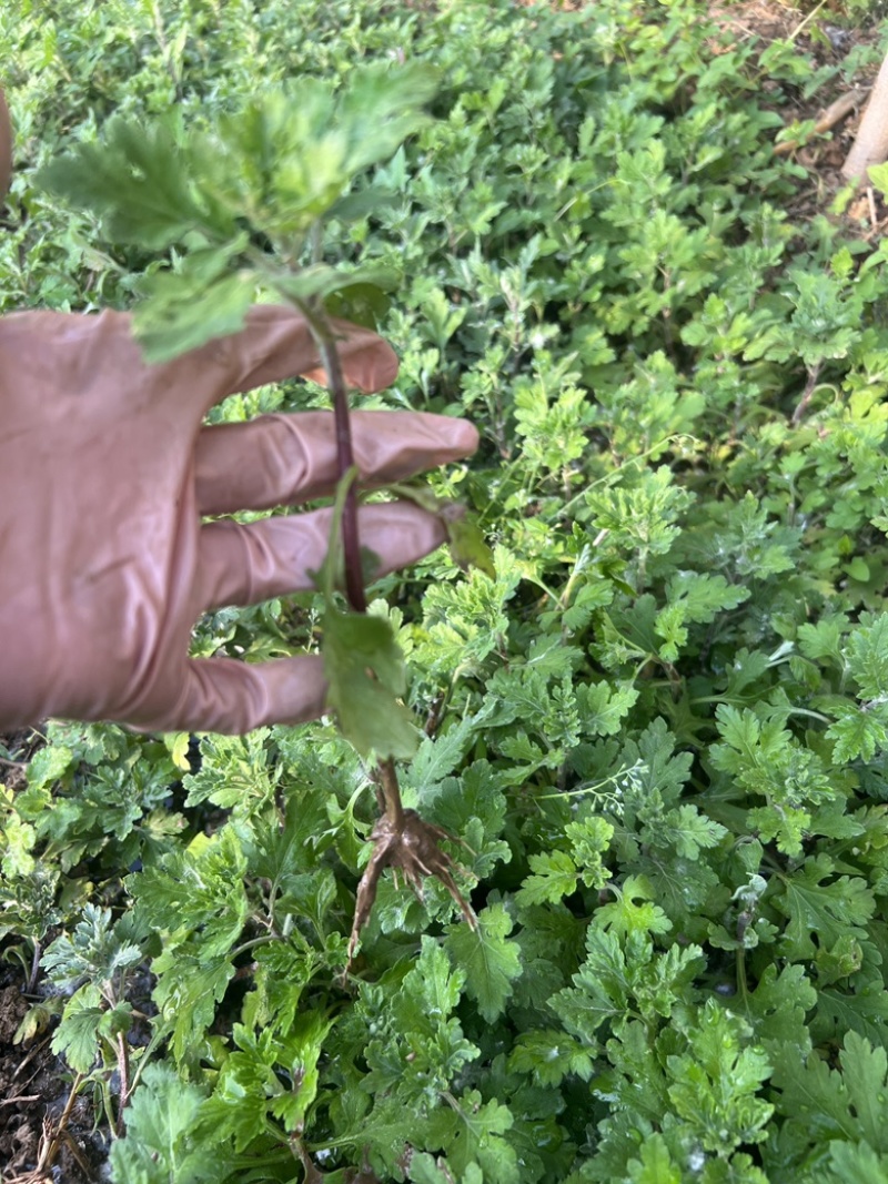 千头球菊