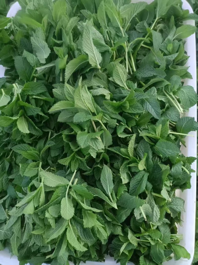 云南薄荷，邹叶留兰香，全年四季每天有货，不断供应，鲜薄荷