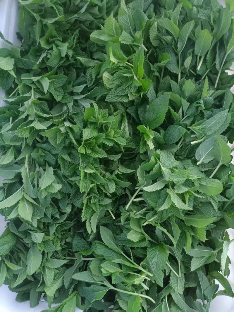 云南薄荷，邹叶留兰香，全年四季每天有货，不断供应，鲜薄荷