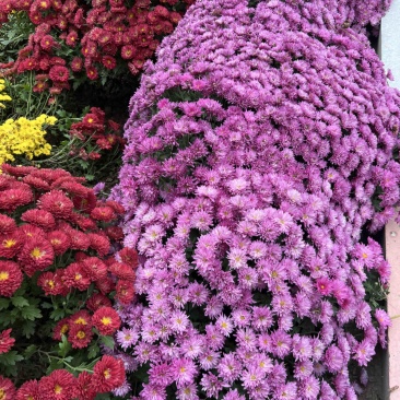 千头球菊