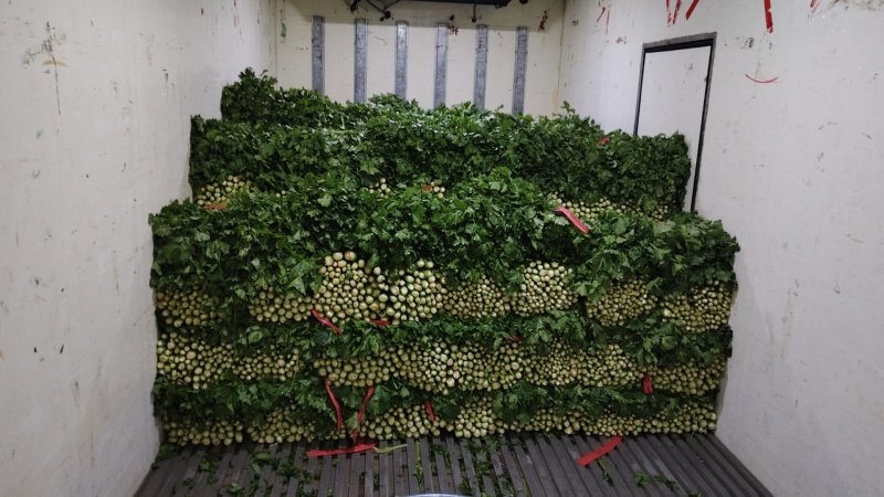 供应商河芹菜，产地供应
