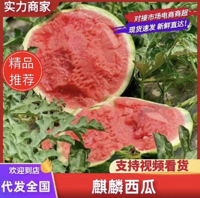 天津麒麟西瓜大量上市自家种植欢迎全国客商来电咨询