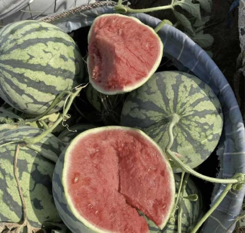天津麒麟西瓜大量上市自家种植欢迎全国客商来电咨询