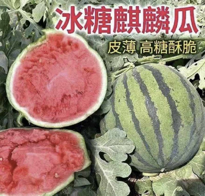 天津麒麟西瓜大量上市自家种植欢迎全国客商来电咨询
