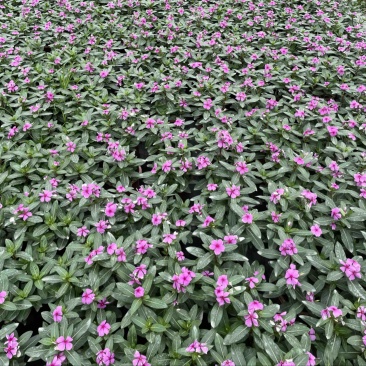 长春花