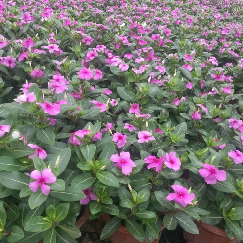 长春花