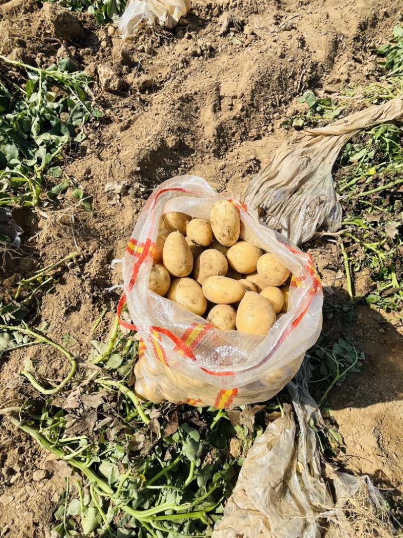 小土豆黄心，1-3，2两以下都有，欢迎老板前来合作