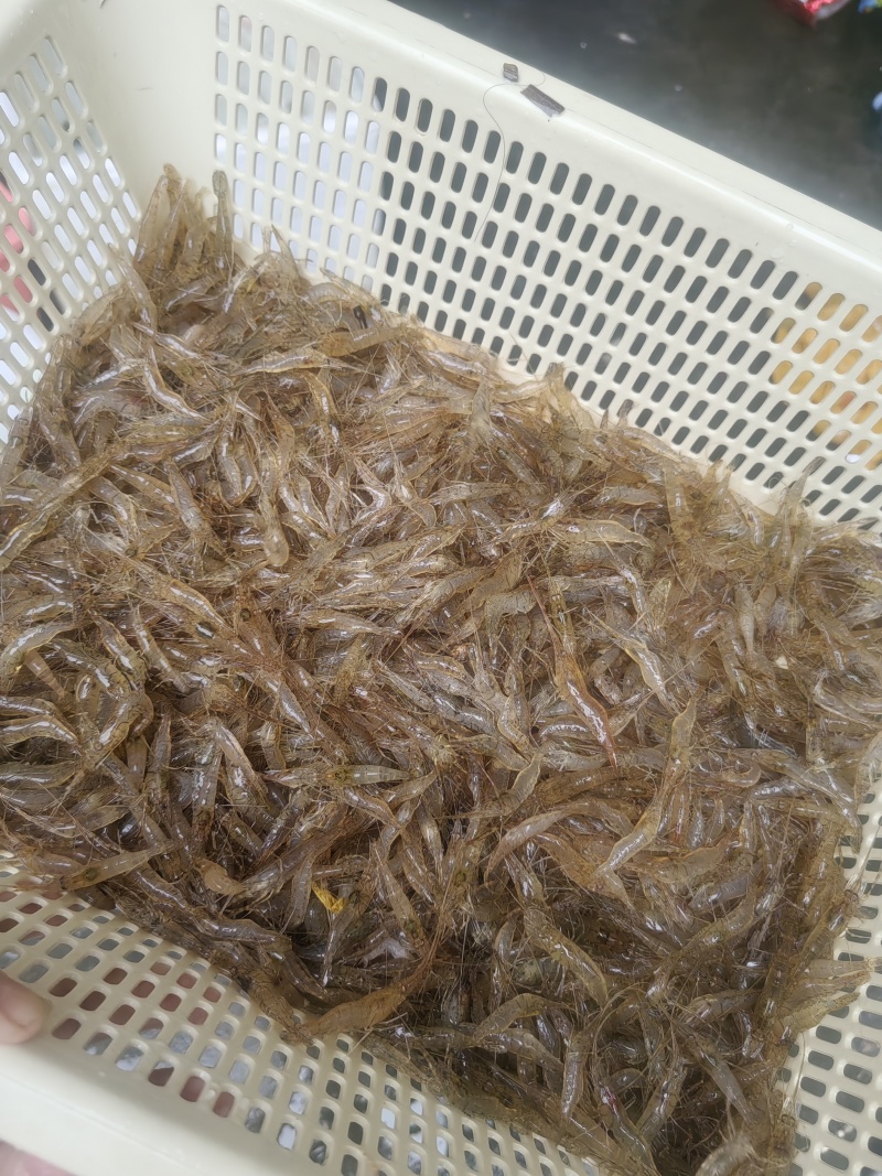 活动河虾，35一斤50斤起发，不包邮