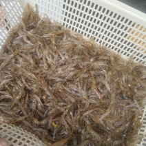 活动河虾，35一斤50斤起发，不包邮