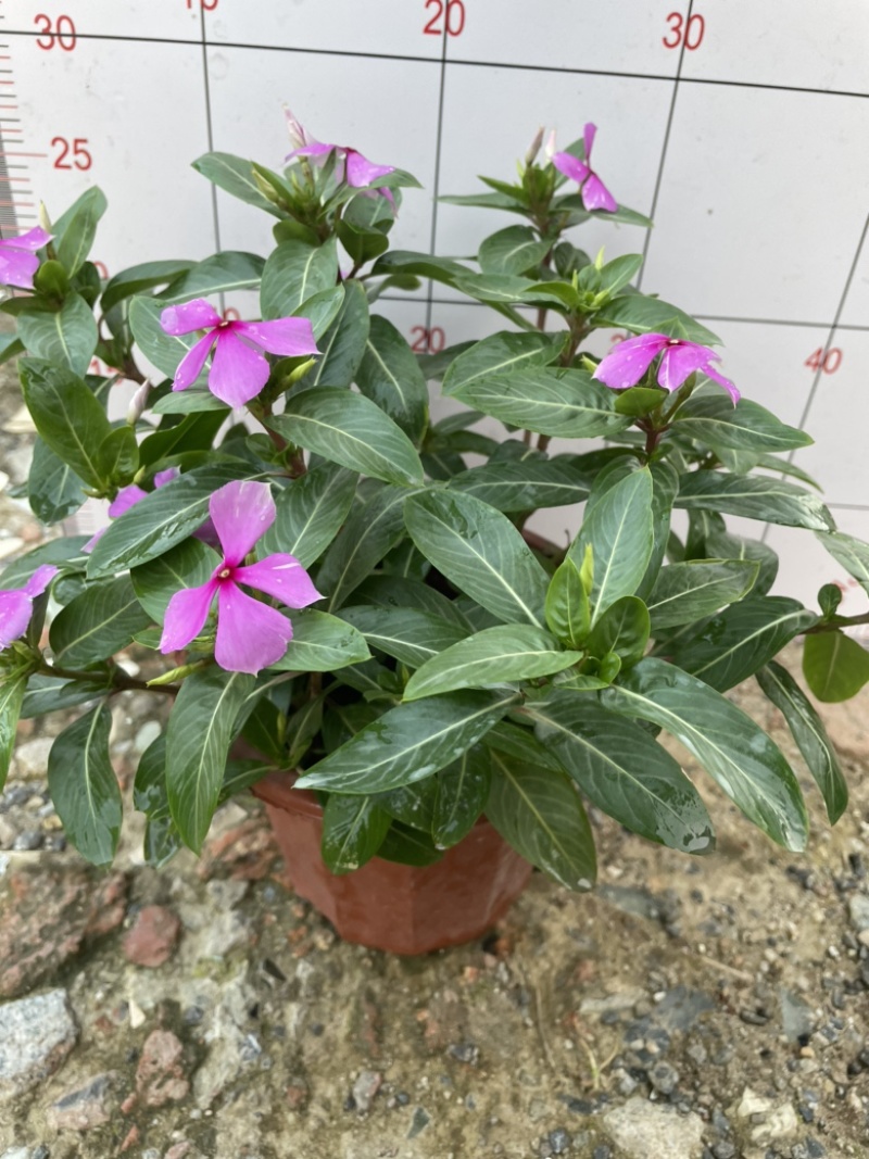 长春花