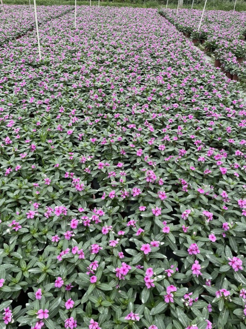 长春花