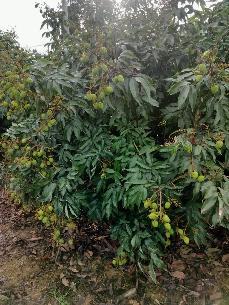 妃子笑荔枝