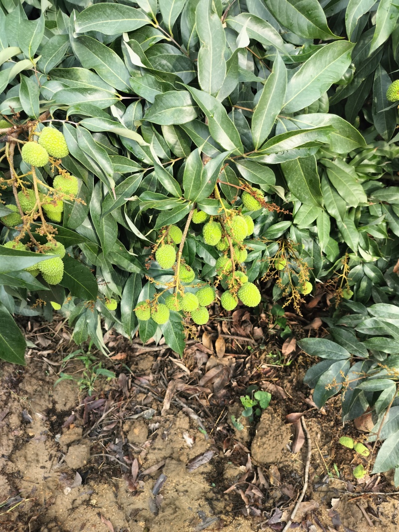 妃子笑荔枝