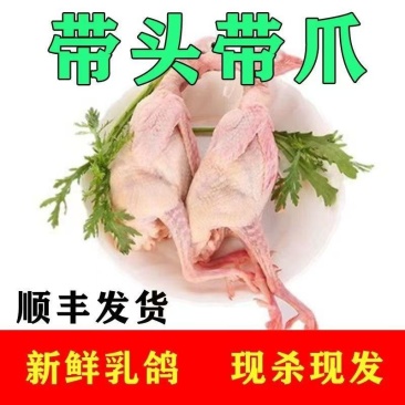 冰鲜乳鸽速冻乳鸽源头发货饭店批发商烧烤鸽胗常年稳定供应
