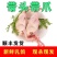 冰鲜乳鸽速冻乳鸽源头发货饭店批发商烧烤鸽胗常年稳定供应