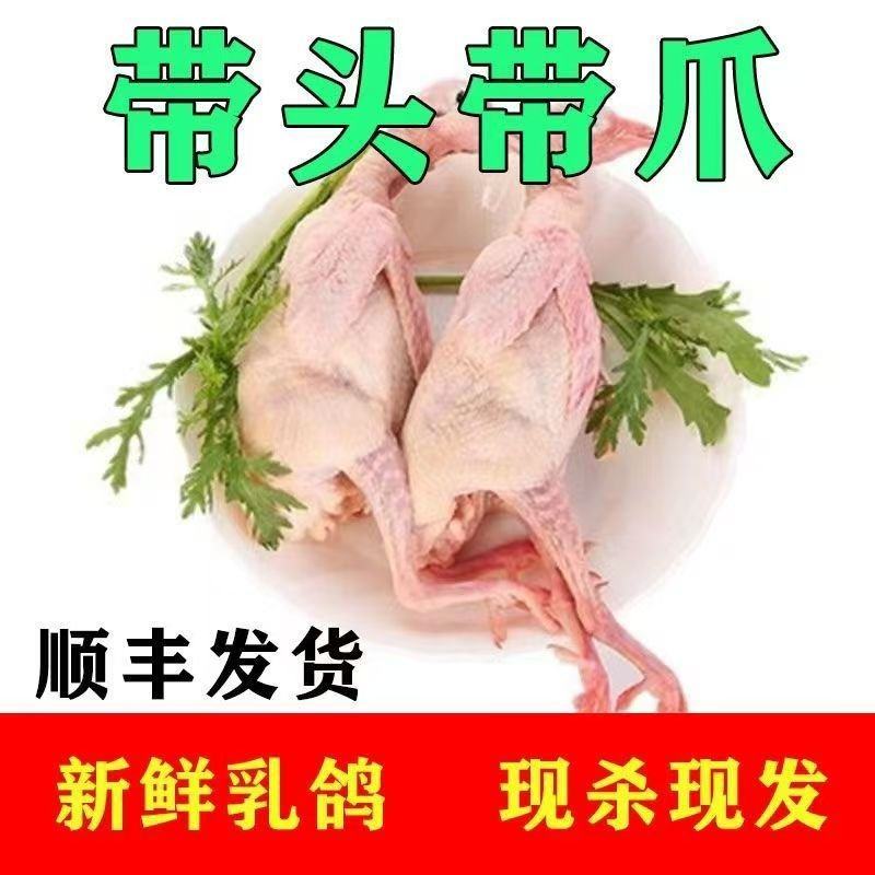 冰鲜乳鸽速冻乳鸽源头发货饭店批发商烧烤鸽胗常年稳定供应