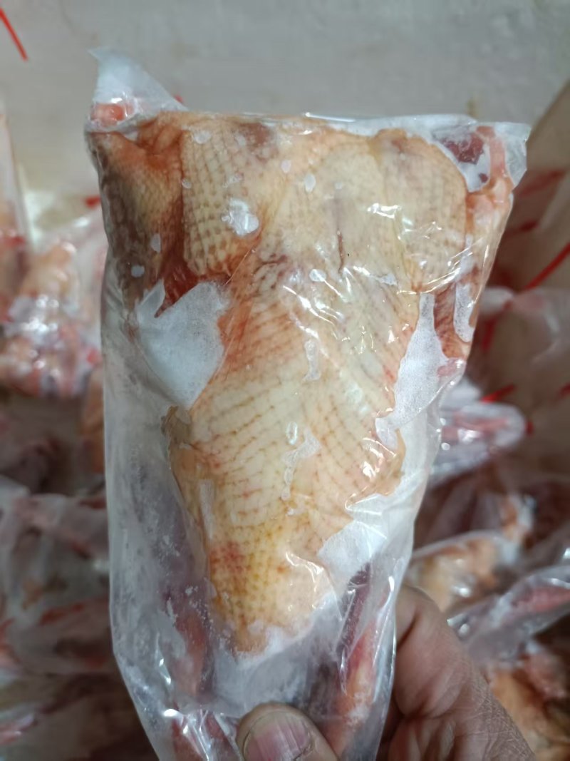 冰鲜乳鸽速冻乳鸽源头发货饭店批发商烧烤鸽胗常年稳定供应