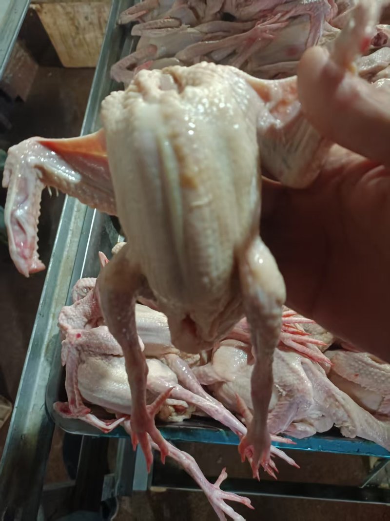冰鲜乳鸽速冻乳鸽源头发货饭店批发商烧烤鸽胗常年稳定供应