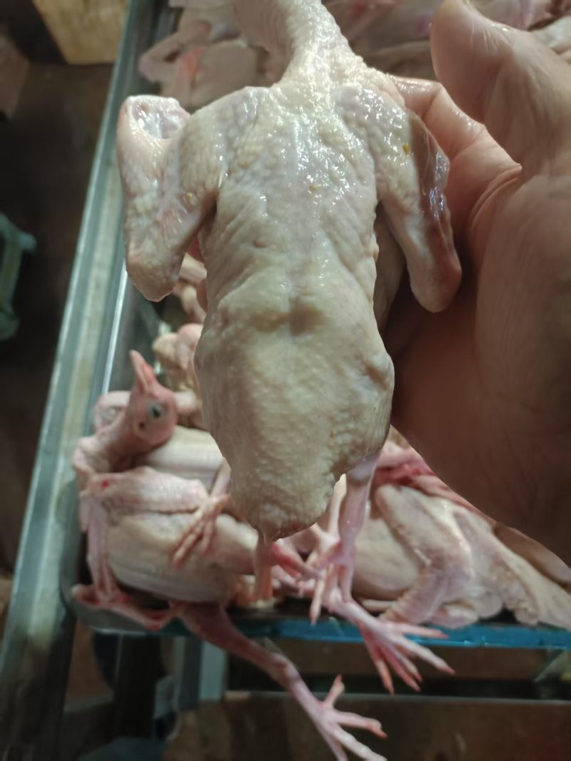 冰鲜乳鸽速冻乳鸽源头发货饭店批发商烧烤鸽胗常年稳定供应