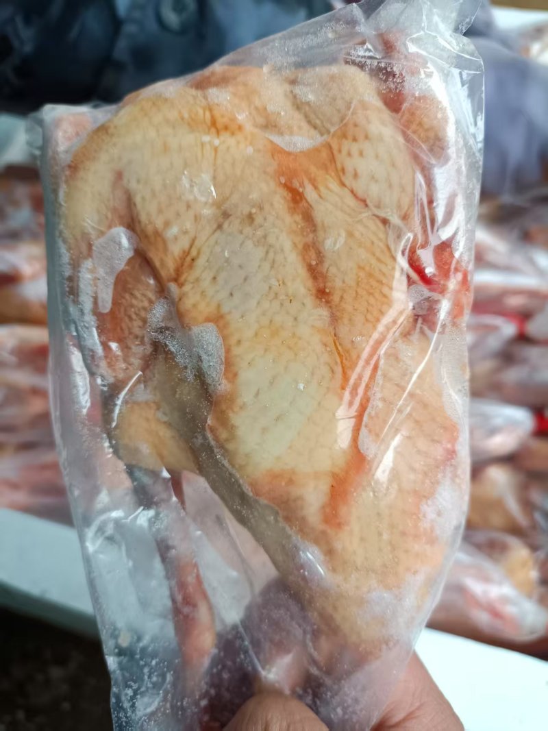 冰鲜乳鸽速冻乳鸽源头发货饭店批发商烧烤鸽胗常年稳定供应