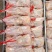冰鲜乳鸽速冻乳鸽源头发货饭店批发商烧烤鸽胗常年稳定供应