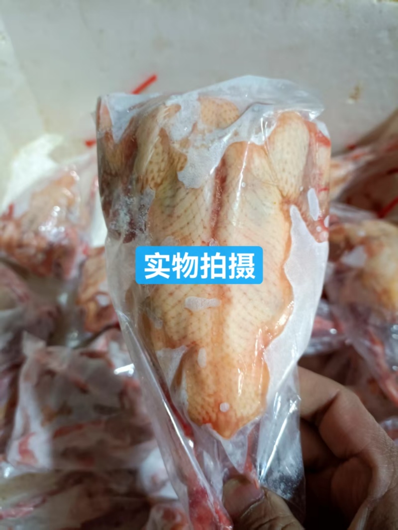 冰鲜乳鸽速冻乳鸽源头发货饭店批发商烧烤鸽胗常年稳定供应