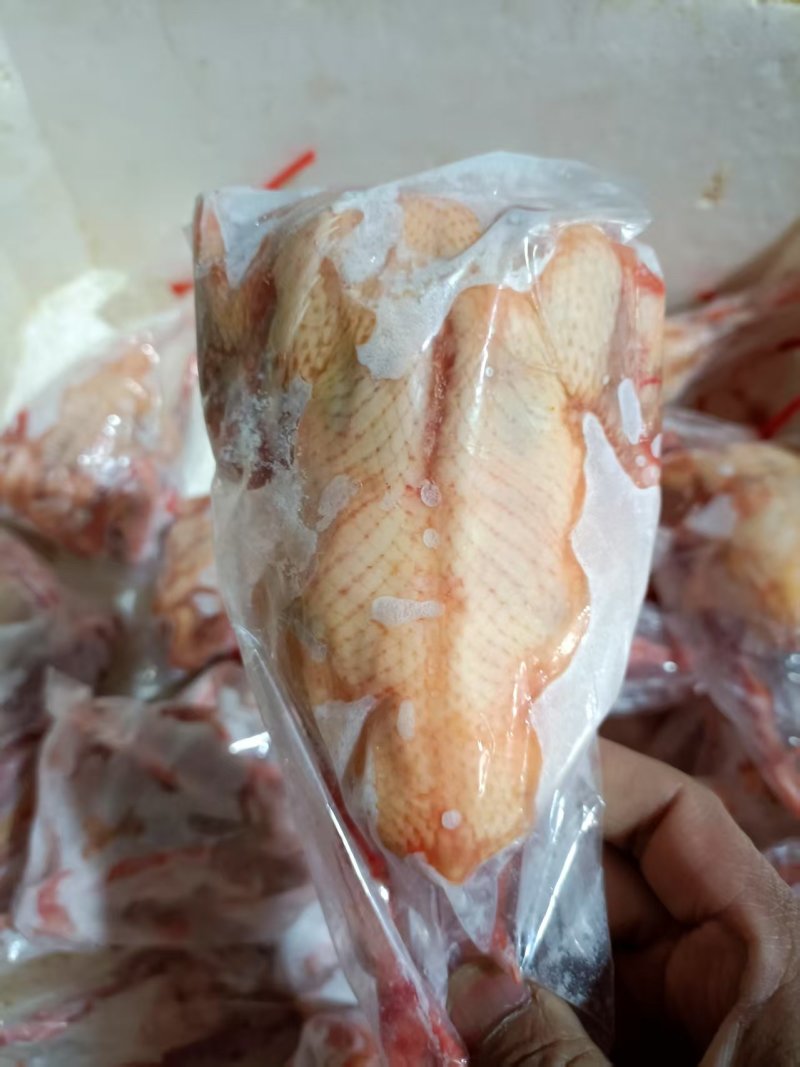 冰鲜乳鸽速冻乳鸽源头发货饭店批发商烧烤鸽胗常年稳定供应