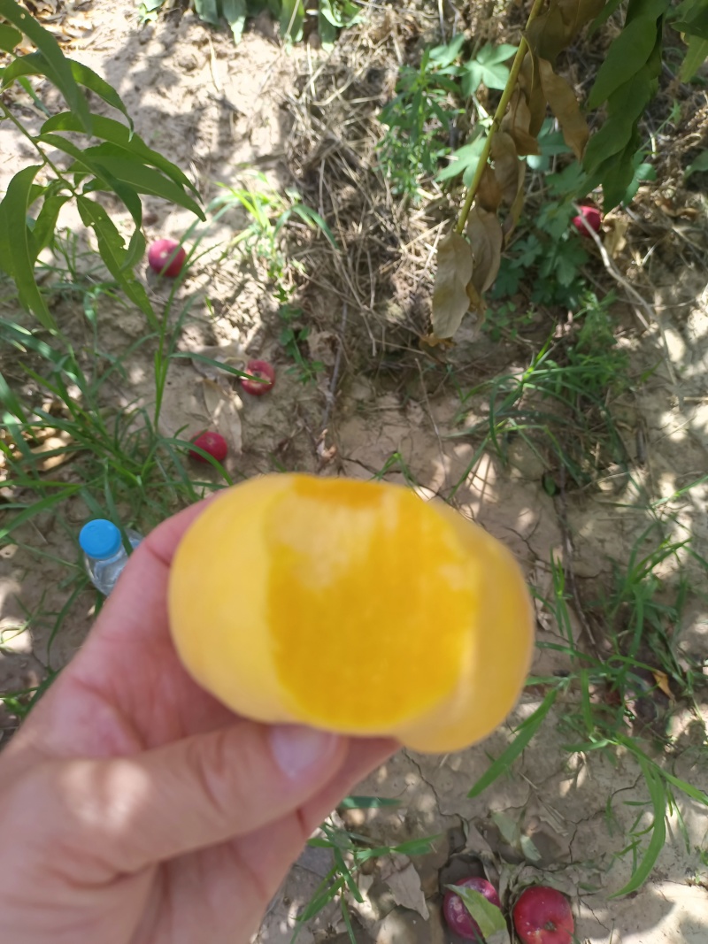 中蟠101陕西毛盘，油盘即将开始上市，货源充足。