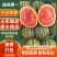 山东西瓜甜王西瓜代发大量现货可视频看货以质论价保熟保甜