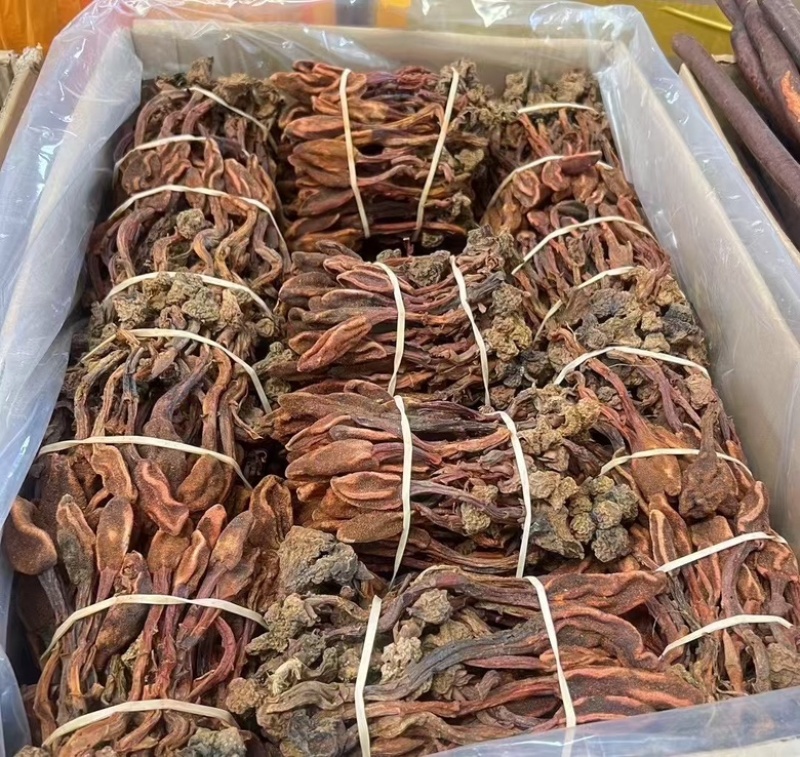 回春草云南回春草常年大货供应