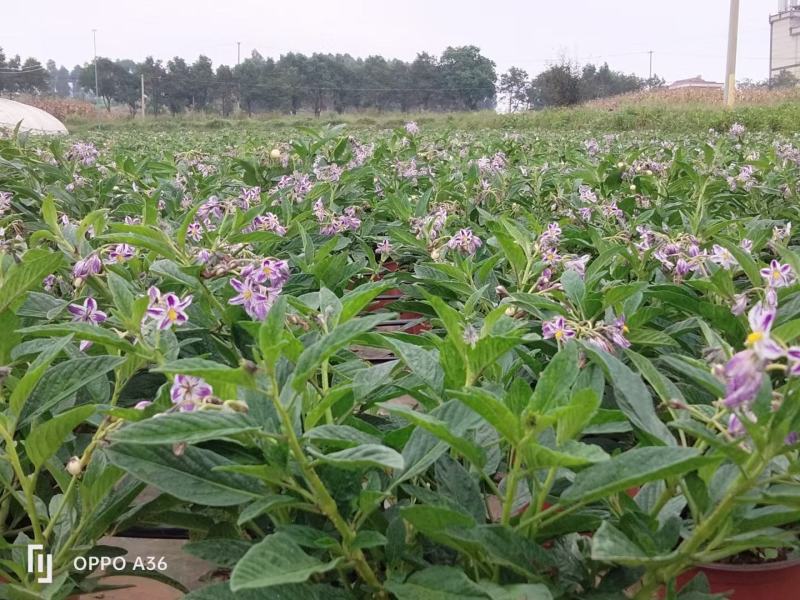 石林圆果人参果盆栽，带花带果