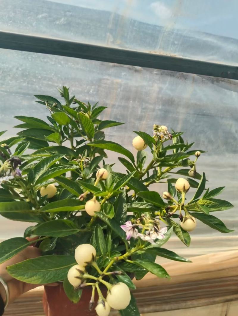 石林圆果人参果盆栽，带花带果