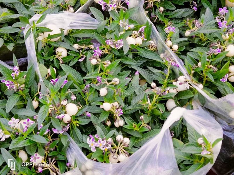 石林圆果人参果盆栽，带花带果