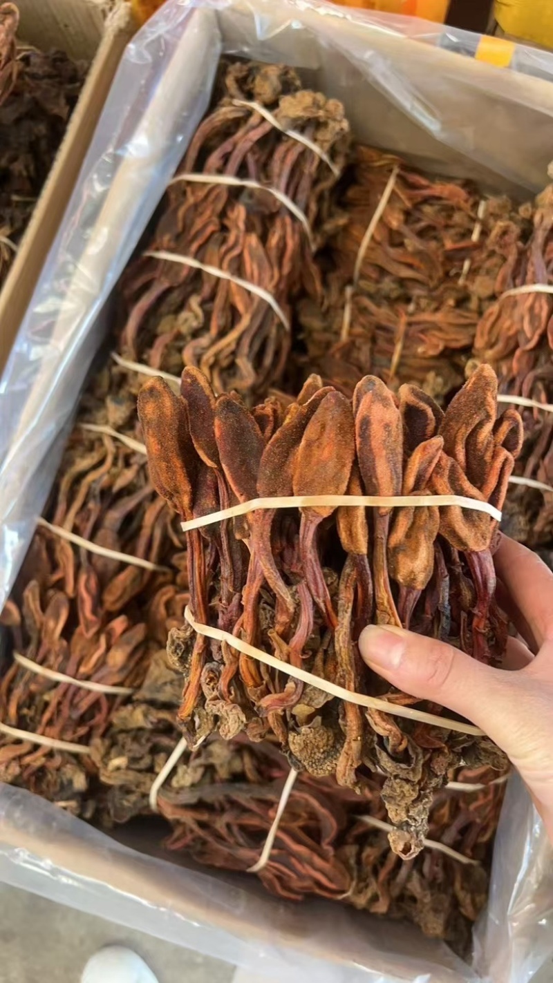 回春草云南回春草常年大货供应