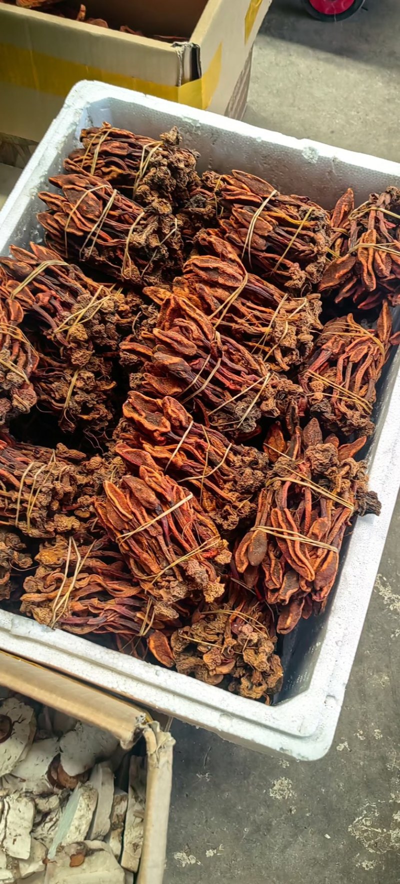 回春草云南回春草常年大货供应