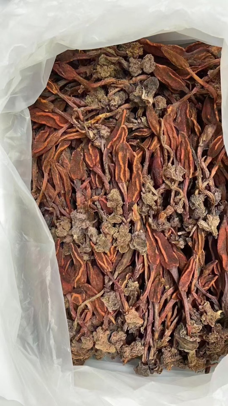 回春草云南回春草常年大货供应
