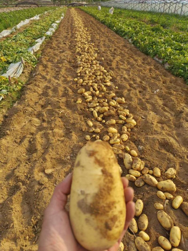 山东精品荷兰土豆大量上市产地直发新鲜采挖品质保证