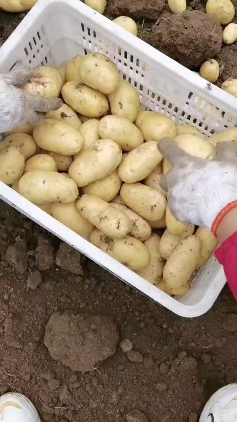 山东精品荷兰土豆大量上市产地直发新鲜采挖品质保证