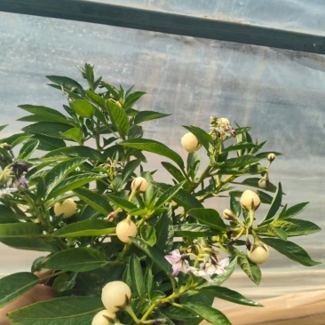 石林圆果人参果盆栽，带花带果