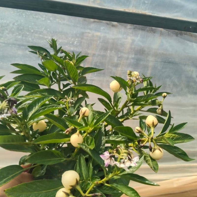 石林圆果人参果盆栽，带花带果