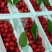 红灯樱桃大量上市现采现摘品质上乘支持视频看货欢迎来电