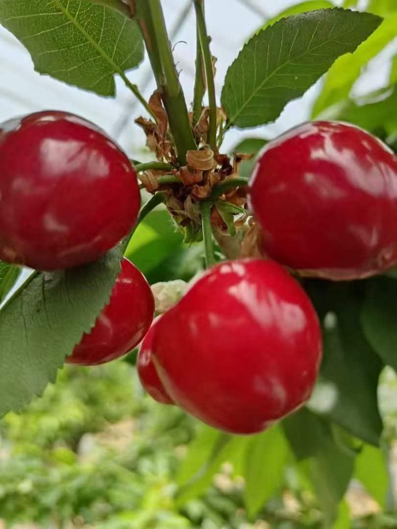 红灯樱桃大量上市现采现摘品质上乘支持视频看货欢迎来电