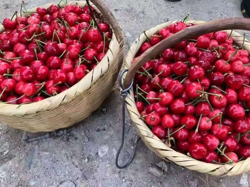 红灯樱桃大量上市现采现摘品质上乘支持视频看货欢迎来电