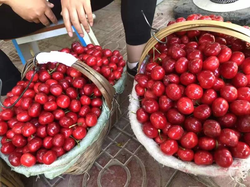 红灯樱桃大量上市现采现摘品质上乘支持视频看货欢迎来电