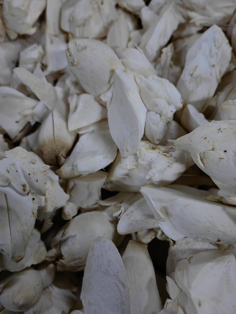 【实力】江苏连云港杏鲍菇菇片次菇产地直销量大从优可视频