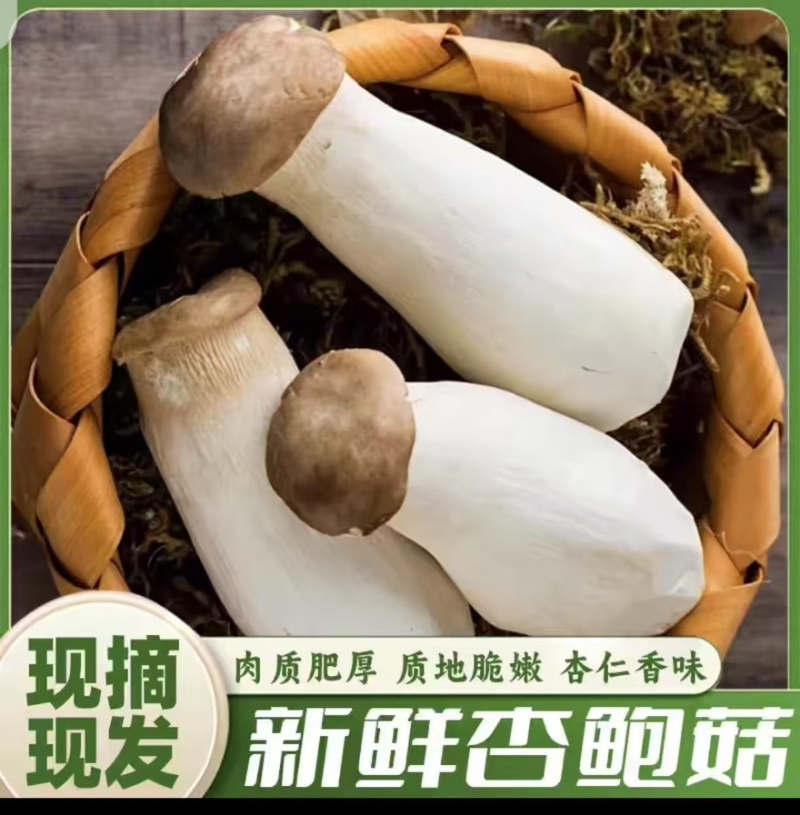 【实力】江苏连云港杏鲍菇菇片次菇产地直销量大从优可视频